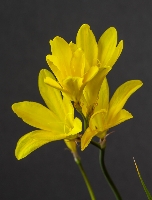 Sparaxis grandiflora subsp acutiloba